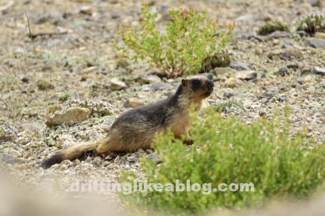 DAP15032_copy_632x421