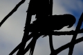 20180422_212613-1280x1708 20180422_212613-1280x1708