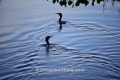 DAP9738-1504x1004 DAP9738-1504x1004