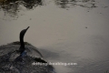 DAP9795-1504x1004 DAP9795-1504x1004