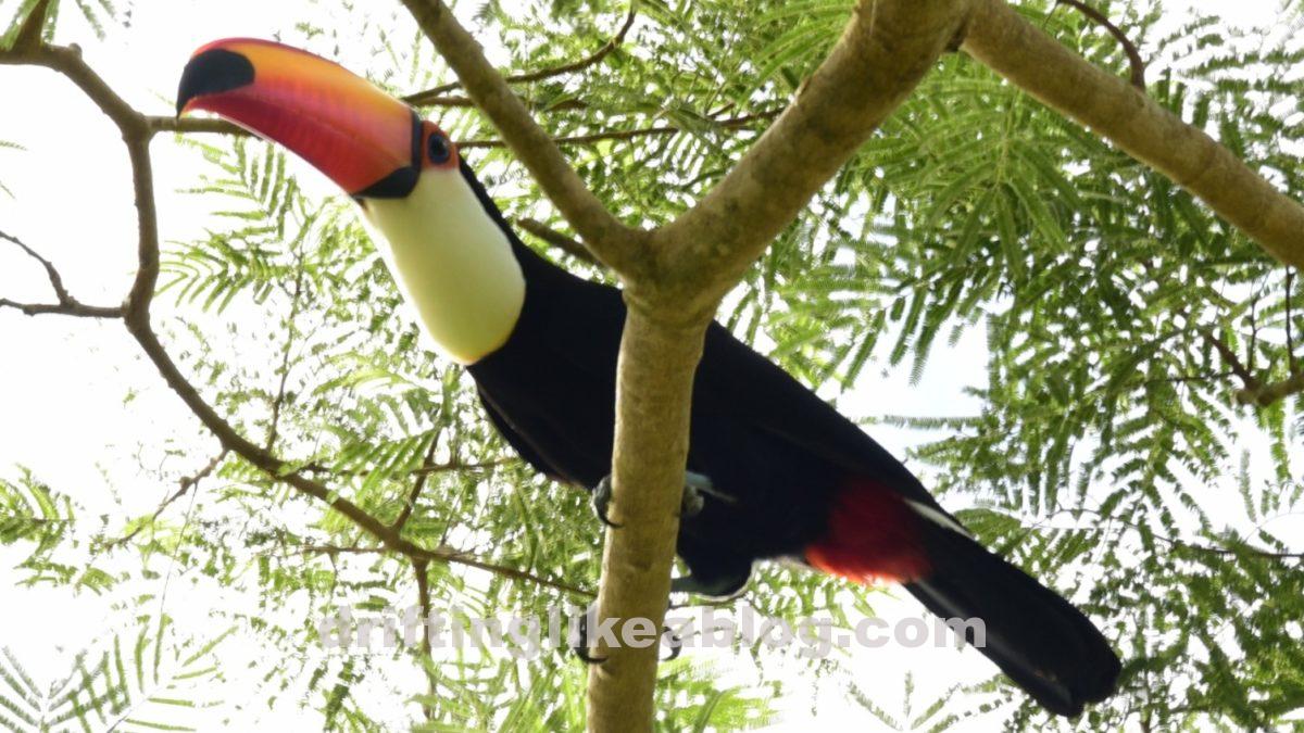 Brazil – The Pantanal