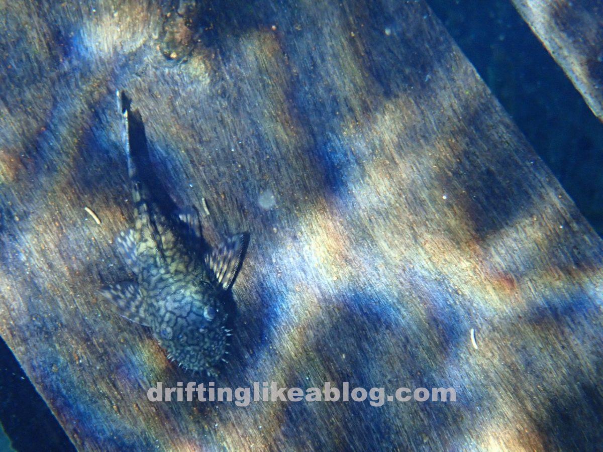 Brazil – Bonito: Rio da Prata